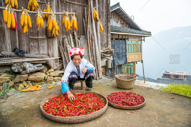 Zhuang woman drying red chili peppers in open air, Guangxi, China
