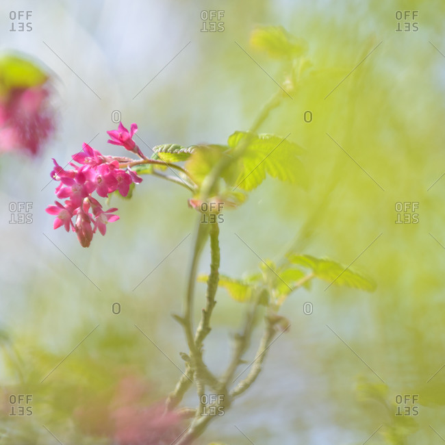 Close-up of pink flower, Blekinge, Sweden