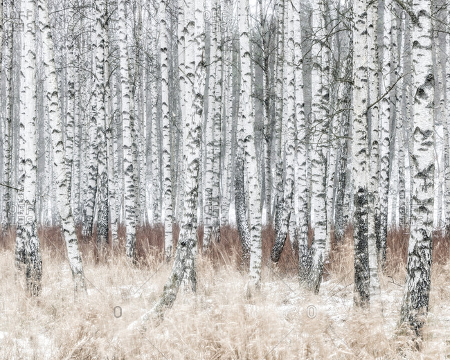 Birch forest at winter
