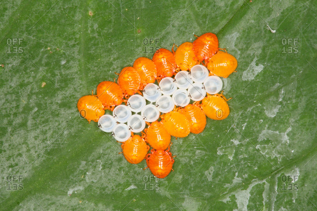 Eggs and insects on leaf