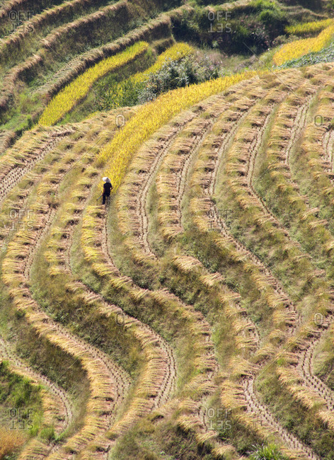 Person working on a rice field in the Longsheng area of South China