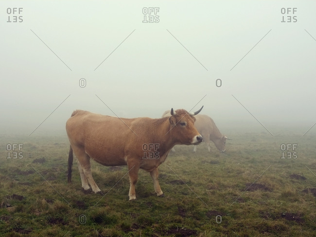 Aubrac cattle grazing in a foggy field in Aveyron, France