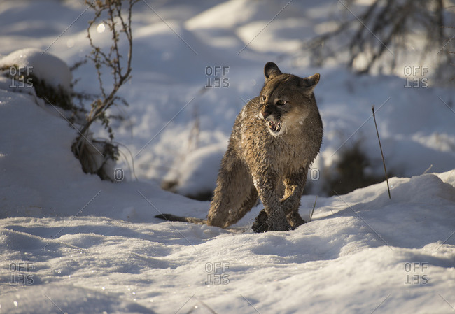 Angry wet puma in the snow