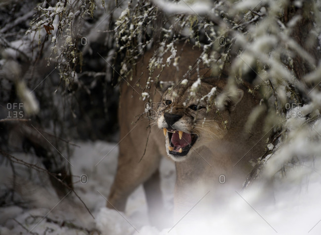 Puma snarling in the snow