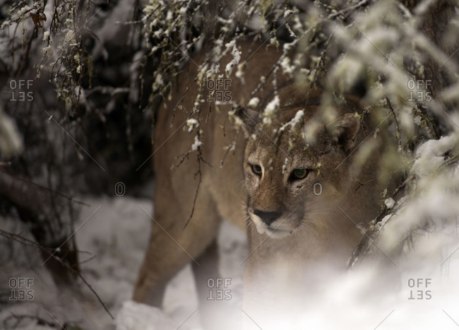 Puma hidden amongst snowy branches
