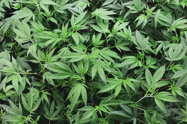 Marijuana plants growing under lights in a grow house in Denver, Colorado