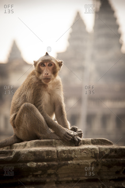 Macaque sitting on a ledge with Angkor Wat in the background