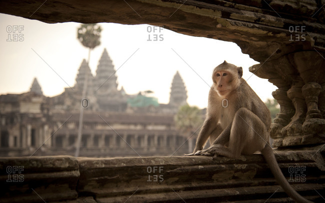 Macaque sitting on a ledge with Angkor Wat in the background