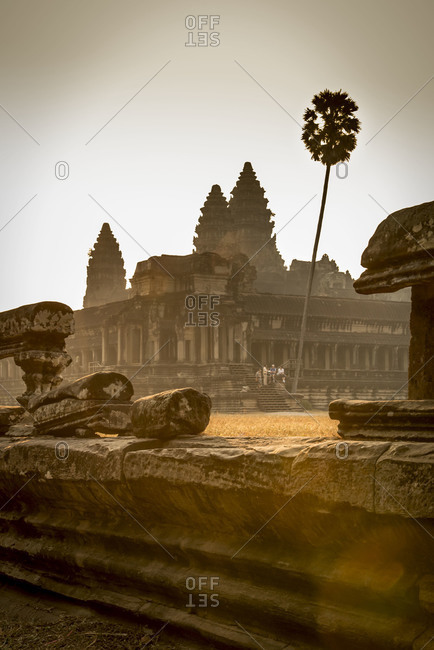 A lone, tall palm tree in the temple complex of Angkor Wat