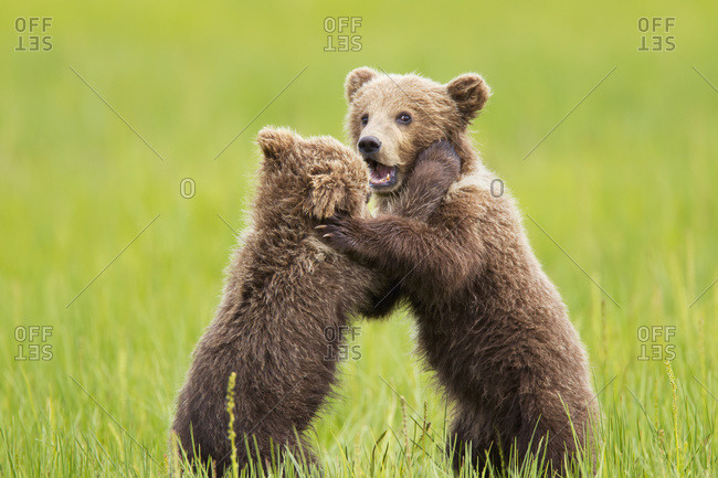 Two brown bear cubs playing at Lake Clarke National Park, Alaska