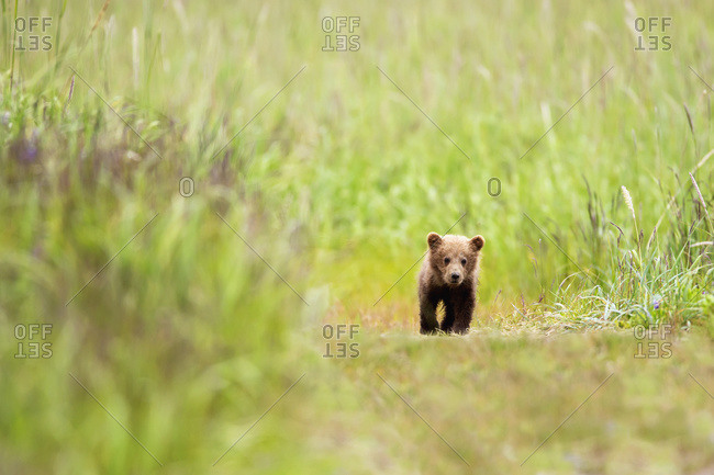 Brown bear cub walking down a trail at Lake Clarke National Park, Alaska