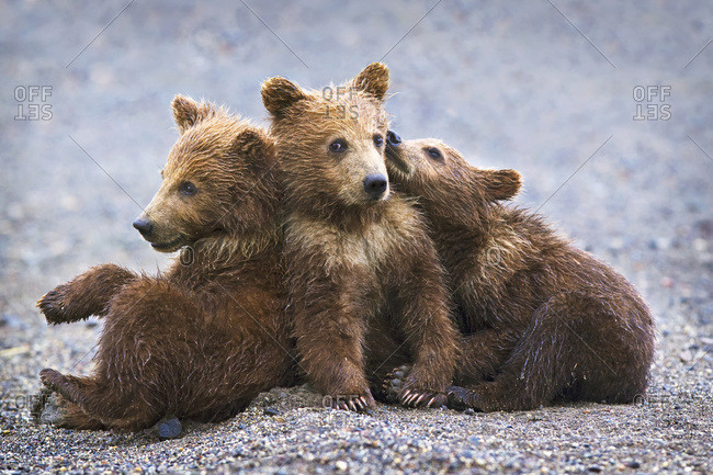 Three brown grizzly bear cubs close together at Lake Clarke National Park, Alaska