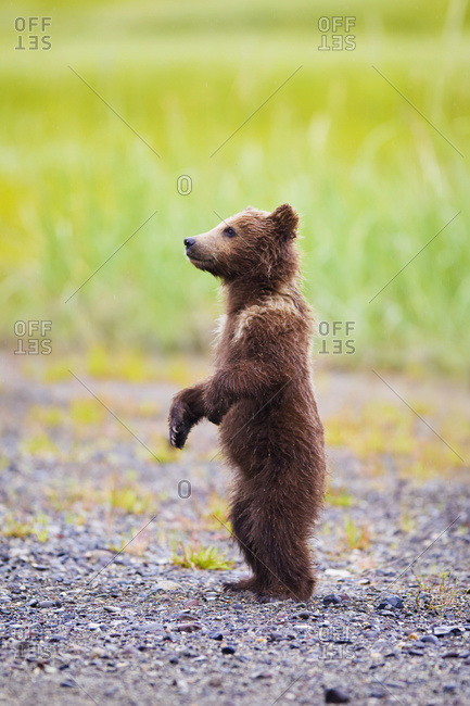 Brown bear cub standing at Lake Clarke National Park, Alaska