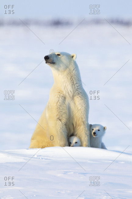 Polar bear (ursus maritimus) sow and cubs in the late afternoon sun at Wapusk National Park, Manitoba