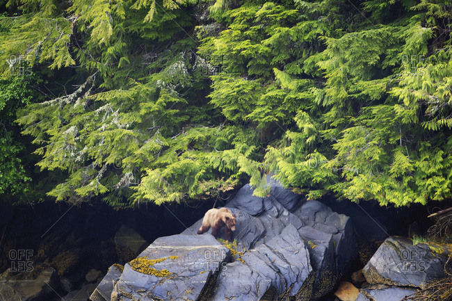 Grizzly bear (ursus arctos horribilis) emerges from the forest at the Khutzeymateen Grizzly bear Sanctuary near Prince Rupert, British Columbia