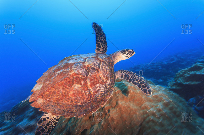 Hawksbill turtle (eretmaochelys imbricata)