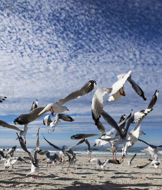 A flock of birds taking flight from a beach