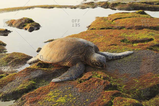 Green sea turtle (chelonia mydas) on shore at sunset