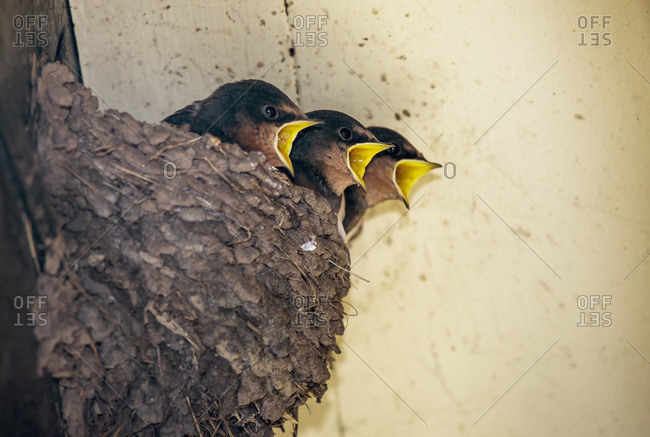 Three baby birds in a nest calling to their mother