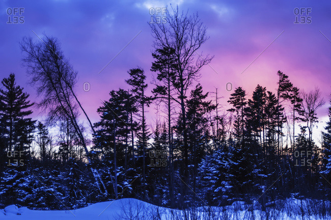 Silhouette of trees during a colorful sunset in winter