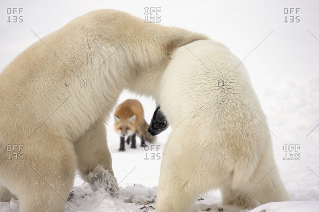 Polar bears (ursus maritimus) wrestling while waiting for Hudson\'s bay to freeze over with a red fox (vulpes vulpes) in the background