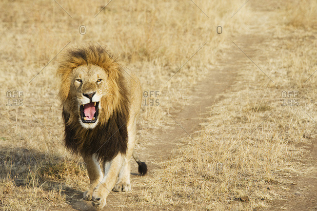A lion yawning as he walks down a worn path in a grass field