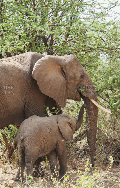 A mother elephant with baby eating from a tree