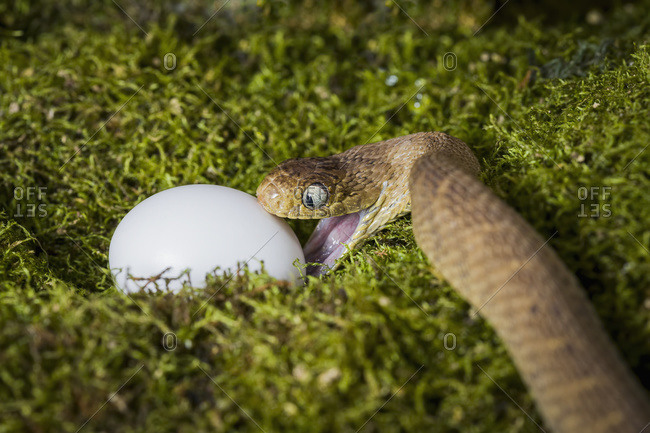 A snake attacking an egg