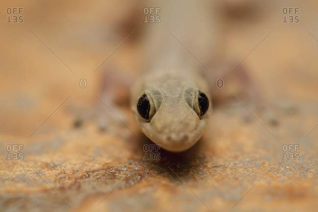 Head of a lizard, close up