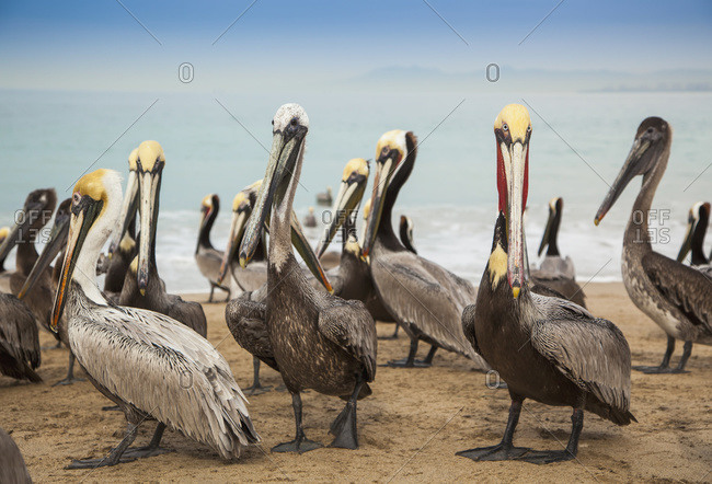 Pelicans on the beach, Puerto Vallarta