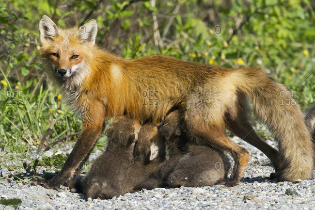 Red fox (vulpes vulpes) cubs suckling their mother on a forest road