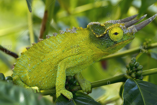 Jackson chameleon (trioceros jacksonii) hides in the coffee trees