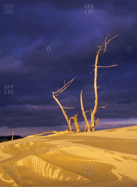 Dramatic light strikes the sand dunes with storm clouds overhead, Oregon