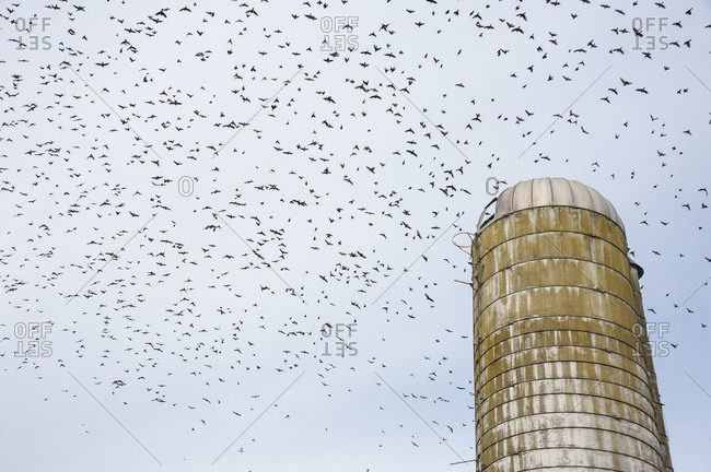 Birds flying over a silo, Ridgely, Maryland,