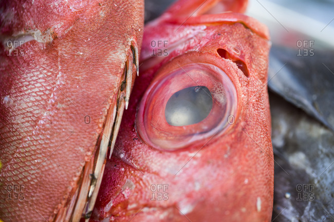 Close up on a fish\'s eye