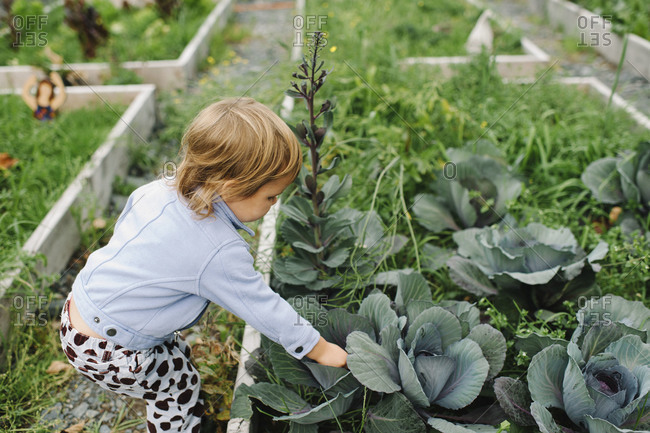 Little girl picking cabbage at a community garden