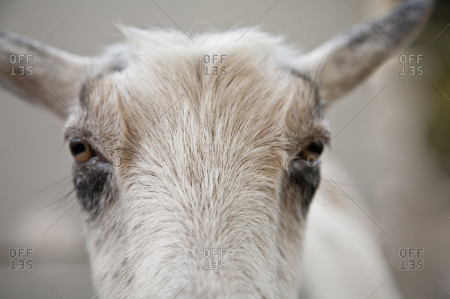 A goat stands against a gray background