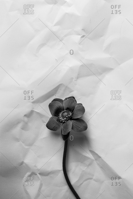 Black and white flower over paper