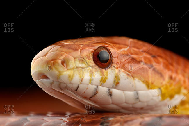 Head of corn snake, Pantherophis guttatus