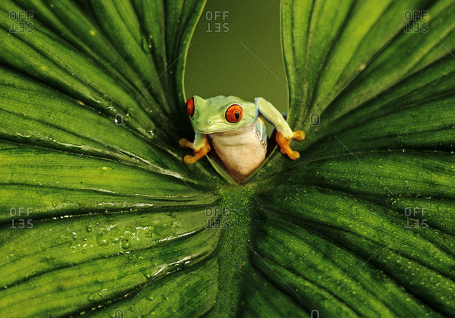 Red-eyed Tree Frog peers through a leaf