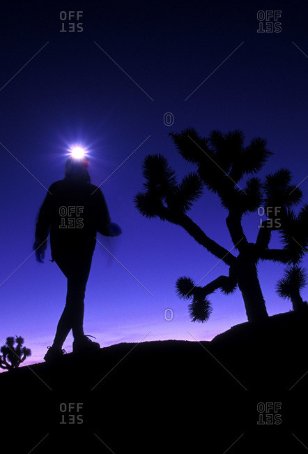 Hiker using headlamp for hiking at night through Joshua Tree National Park, California