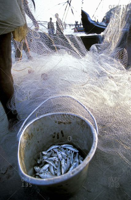 Daily catch in a bucket in Fort Kochi, Kerala, India