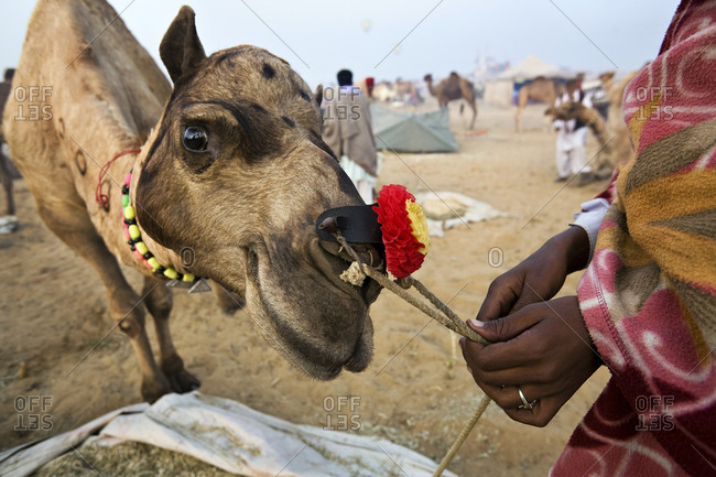 Camel at the Pushkar Camel Fair in Rajasthan, India