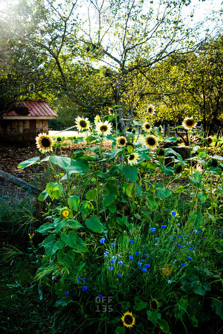 Sunflowers growing in a garden