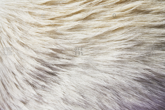 Close up view of animal fur