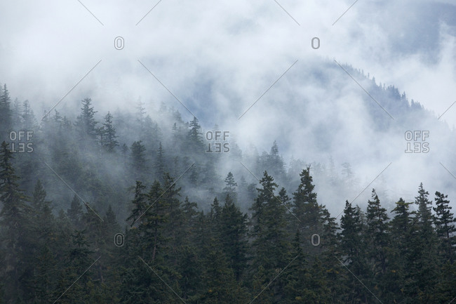 Fog over forest, Colorado