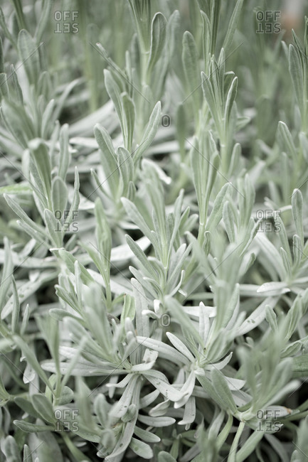 Fresh lavender leaves