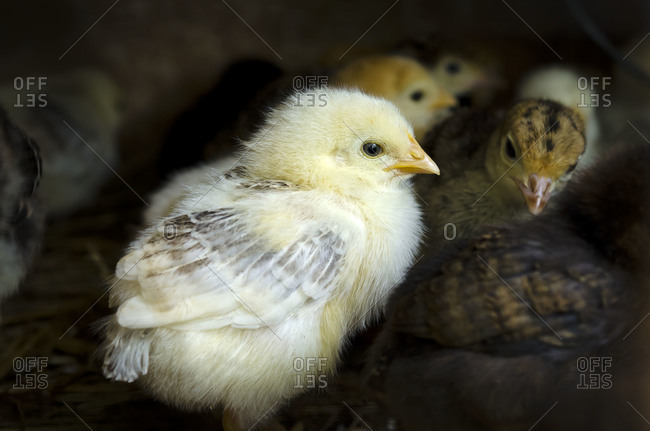 Close up of a newly hatched baby chicks at the farm
