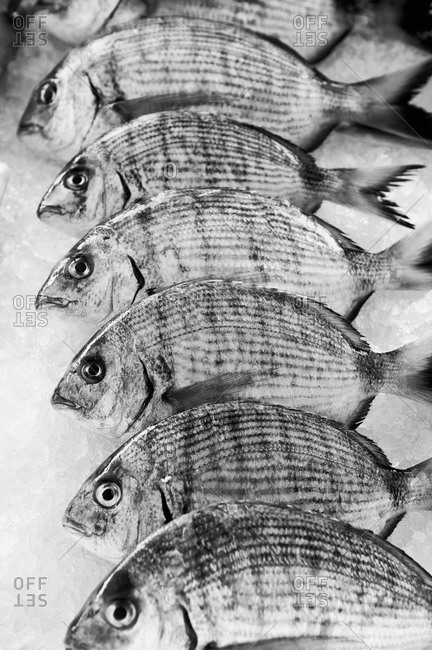 Fish arranged in a line on ice