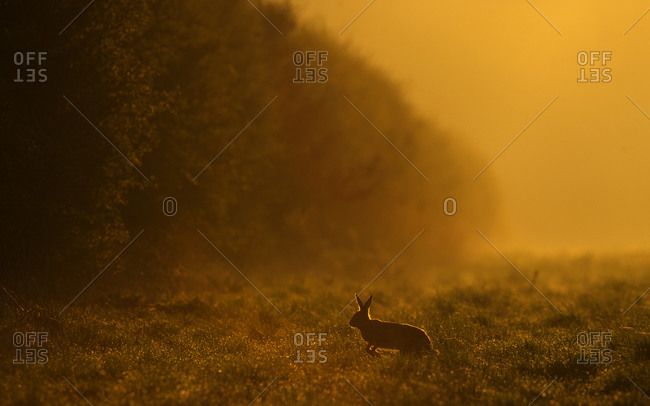 Brown hare on field at spring